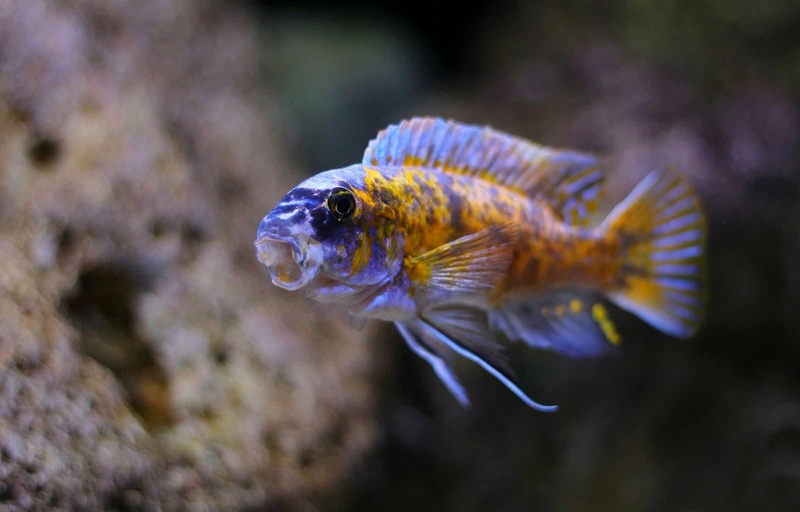 Labeotropheus fuelleborni 'Katale Island'